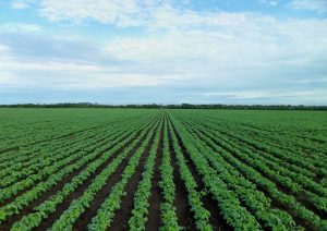 Read more about the article Livros infantis ajudam a combater mitos sobre o agronegócio