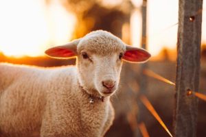 Read more about the article Black Friday: fazendeiros australianos estão doando ovelhas