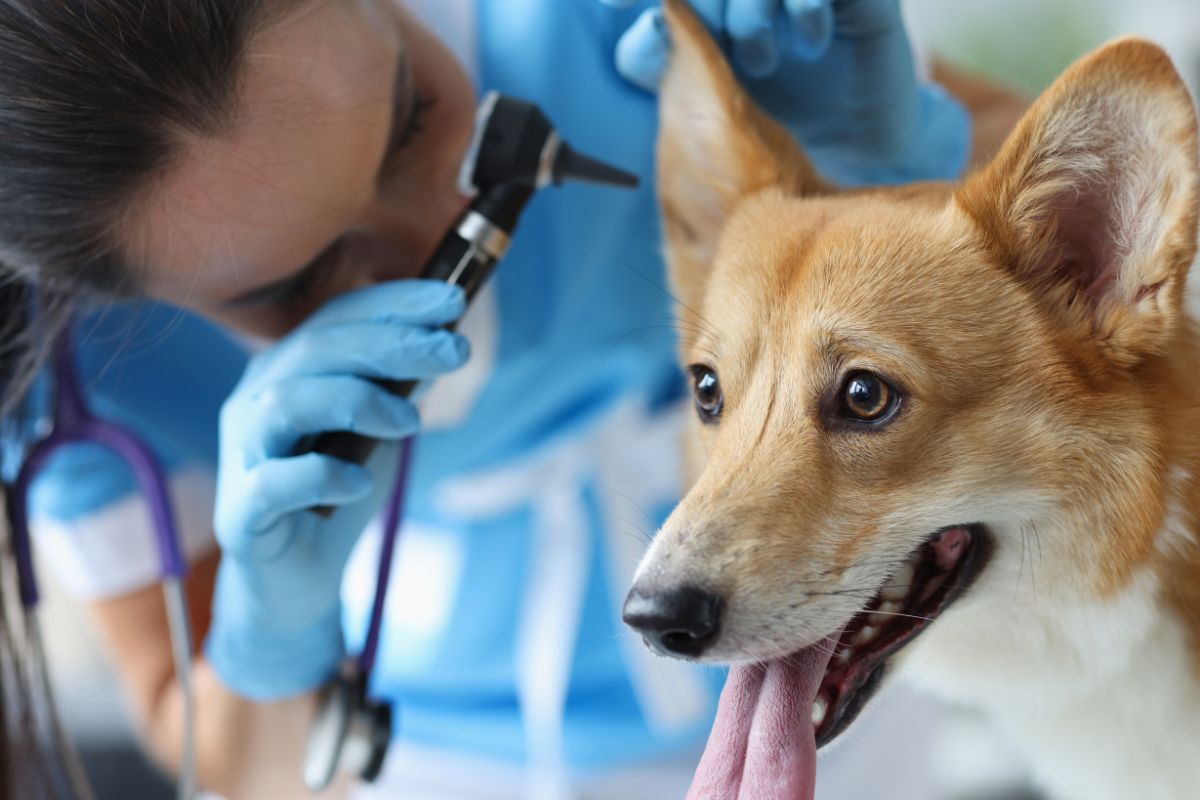 You are currently viewing Alerta nos EUA: doença respiratória misteriosa afeta cãs e intriga especialistas