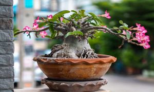 Read more about the article Rosa do Deserto (Adenium obesum): características, plantio e cuidados necessários