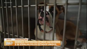 Read more about the article Doença misteriosa atinge cães de 14 estados dos EUA