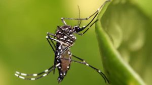 Read more about the article Casos de dengue no Brasil aumentam 15,8% em 2023 