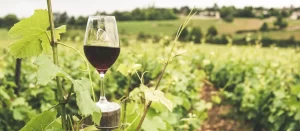 Read more about the article O terroir influencia na qualidade do vinho