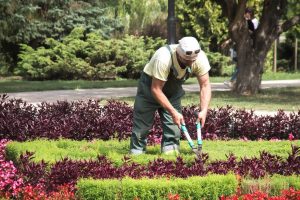 Read more about the article Oportunidade para trabalhar como jardineiro tem salário de R$ 1.571
