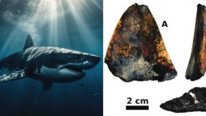Read more about the article Dente de tubarão gigante pré-histórico é encontrado a mais de 3 km de profundidade