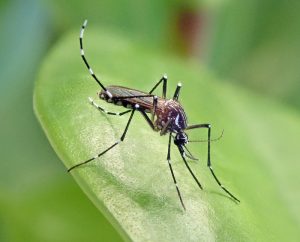 Read more about the article Argentina enfrenta ‘invasão’ de aedes aegypti e bate recorde de casos de dengue