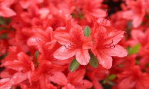 Read more about the article Guia de cultivo completo das Azaleias (Rhododendron simsii): origem, características, técnicas de poda e usos no paisagismo