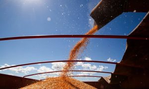 Read more about the article Conab: projeção da safra de grãos 2023/24 cai para 306,4 milhões de toneladas