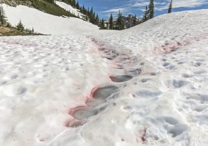 Read more about the article Nova ameaça ambiental: propagação da “neve de melancia” preocupa cientistas