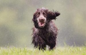 Read more about the article Veterinário dá orientações de como proteger os pets no período chuvoso