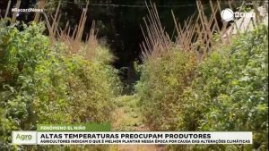 Read more about the article El Niño: altas temperaturas prejudicam produtores rurais