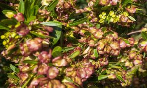 Read more about the article Dodonaea viscosa e Dodonaea angustifolia: principais diferenças, características e formas de cultivo