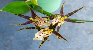 Read more about the article Flores exóticas de beleza única: veja o guia completo de cultivo com a Orquídea Aranha (Brassia)