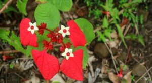 Read more about the article Mussaenda Vermelha: uma planta exuberante para o seu jardim