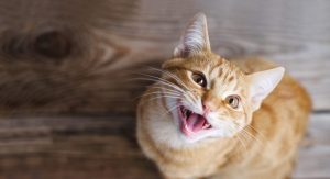 Read more about the article O que seu gato está tentando te dizer quando mia? Descubra com a ajuda da Inteligência Artificial!