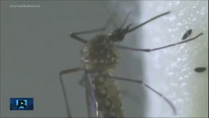 Read more about the article Informações falsas sobre o combate à dengue circulam pela internet; veja o que dizem os especialistas