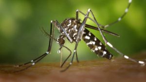 Read more about the article Nunca tome estes remédios se estiver com suspeita de dengue!