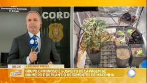 Read more about the article Polícia prende grupo suspeito de lavagem de dinheiro e de plantio de sementes de maconha