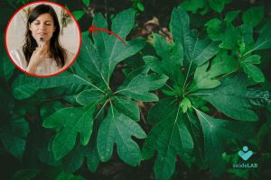 Read more about the article Canela-sassafrás: descubra os segredos dessa planta surpreendente