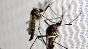 Read more about the article De quantos dias é o atestado médico para a dengue?