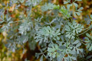 Read more about the article Conheça as melhores plantas para garantir energia positiva em casa