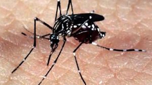 Read more about the article Número de casos de dengue bate recorde da série histórica e supera os últimos 20 anos