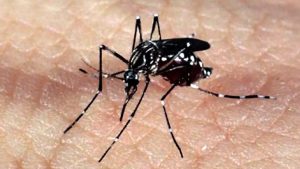 Read more about the article Epidemia de dengue supera a marca de 2 milhões de casos no Brasil
