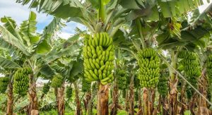 Read more about the article Ameaça à Produção Mundial de Bananas: Murcha de Fusarium coloca em risco a fruta mais consumida globalmente
