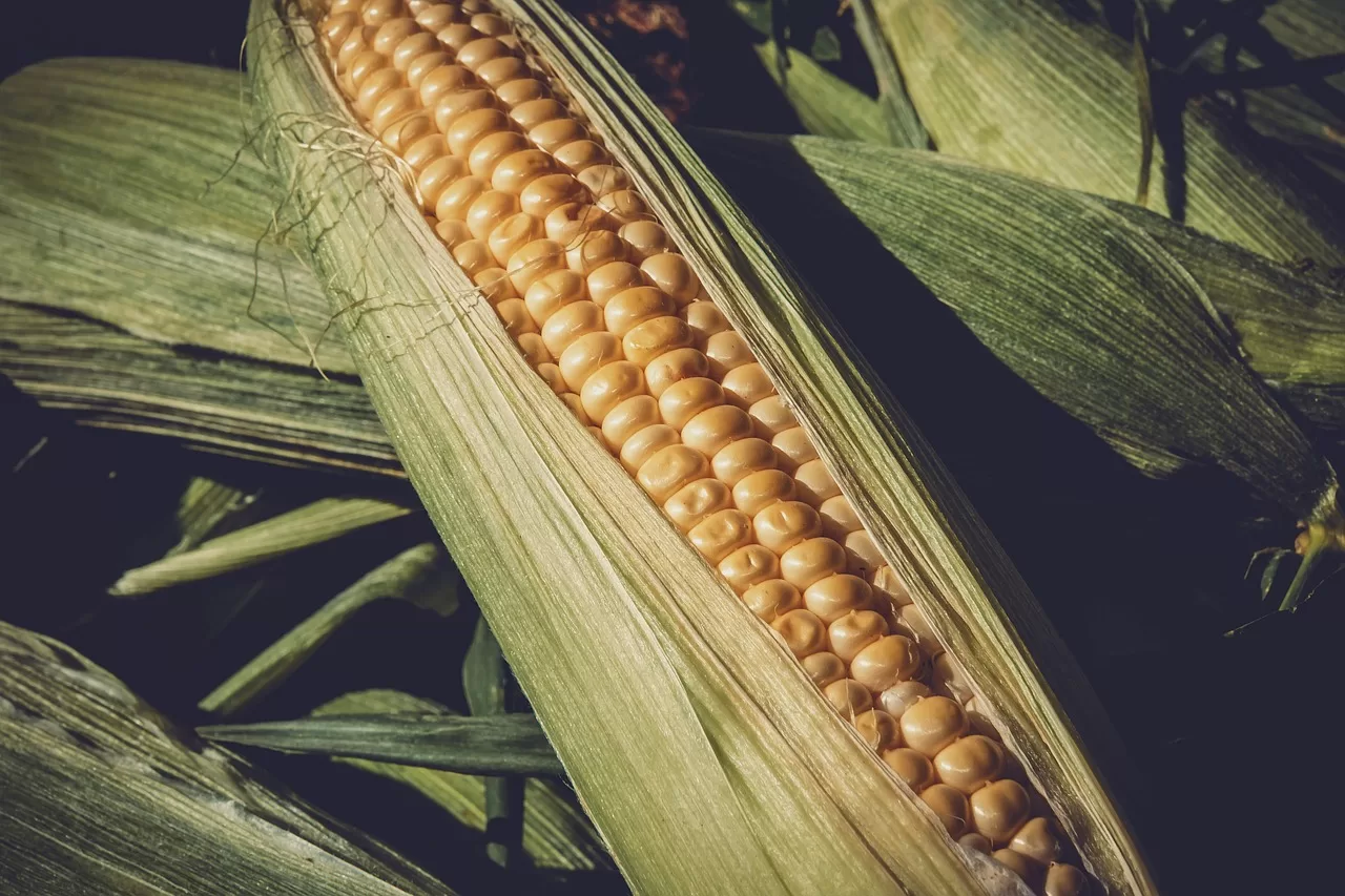 Read more about the article Situação do milho preocupa com perda de produtividade e preço estagnado