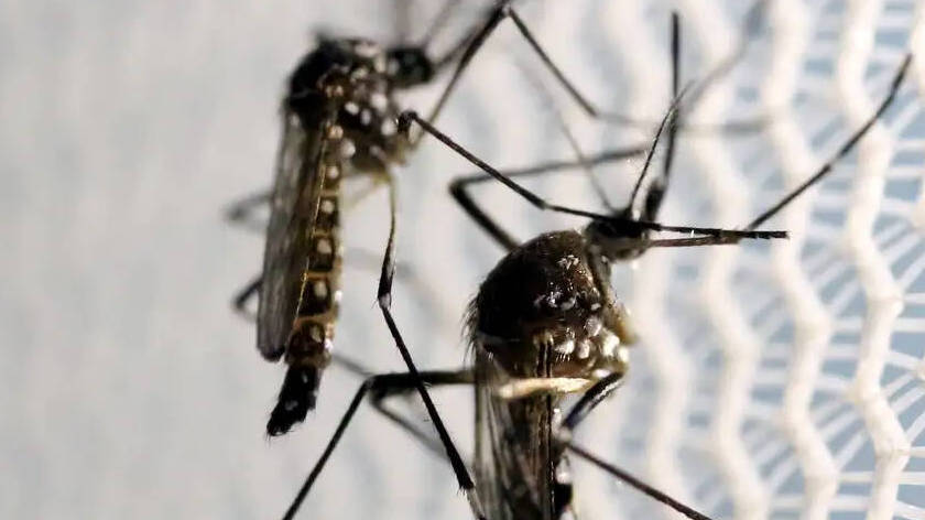 You are currently viewing Com quase 50% a mais que no anterior, fim de semana registra 38 mortes por dengue